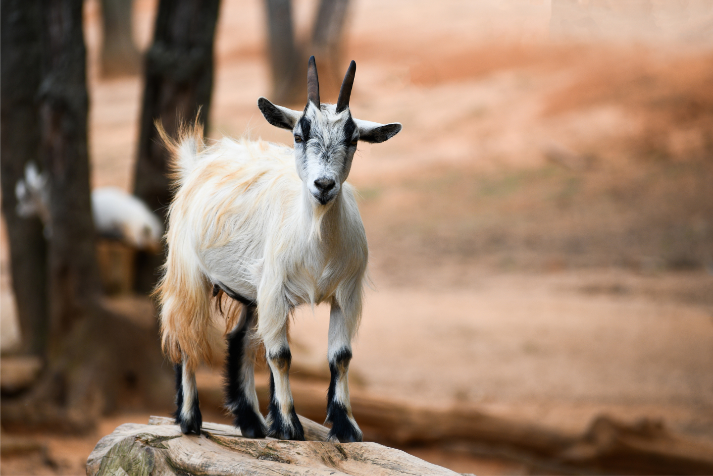 Qurban / Dam / Aqiqah / Sedekah